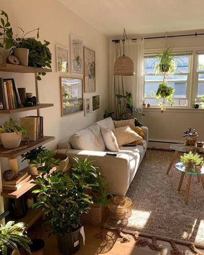 Why You Need Plants In Your Apartment