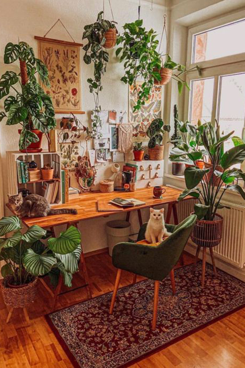 Why You Need Plants In Your Apartment